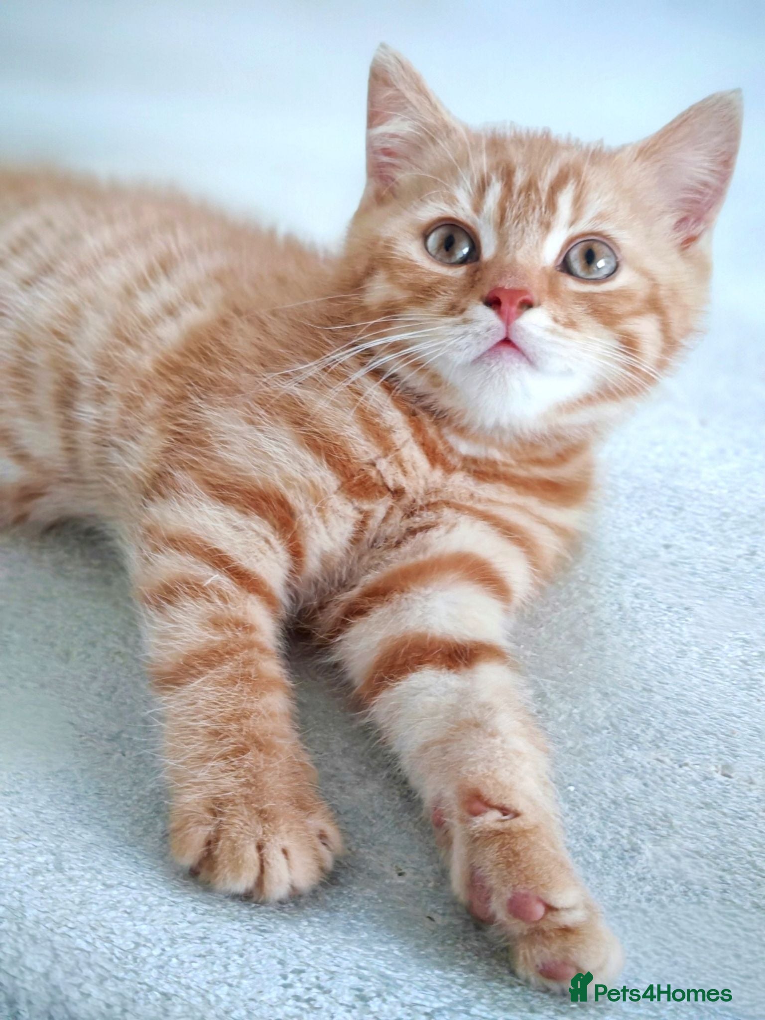 British Shorthair cats Gorgeous British Shorthair Kittens - READY NOW - Advert 2
