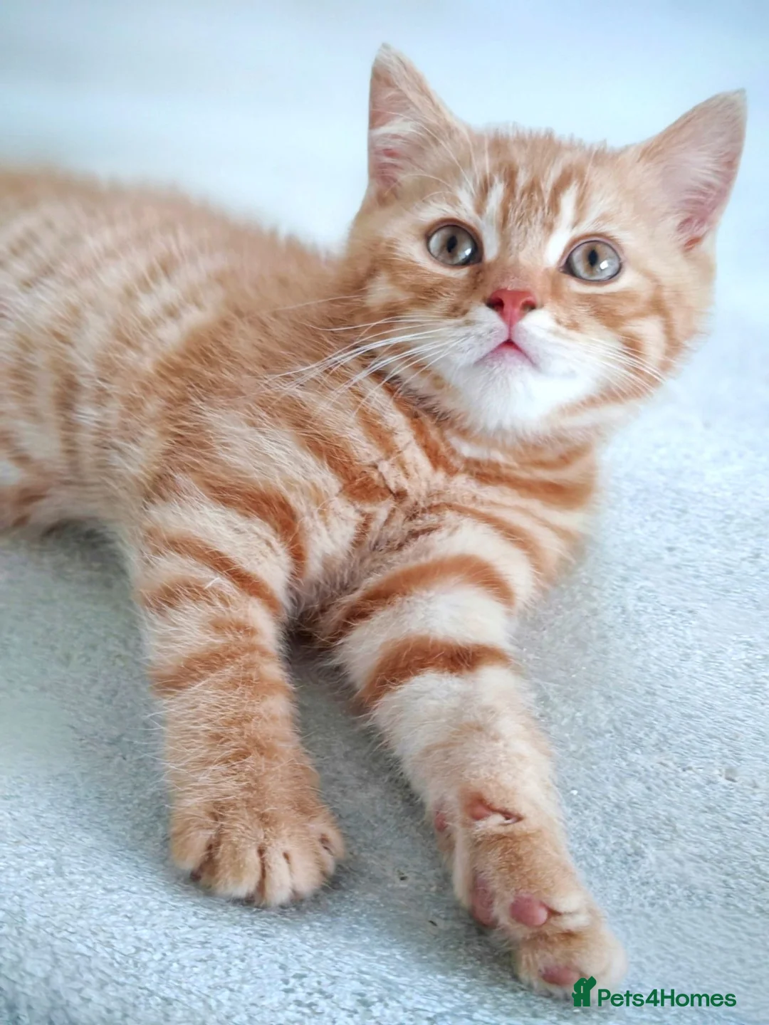 British Shorthair cats for sale: Gorgeous British Shorthair Kittens - READY NOW - Advert 2