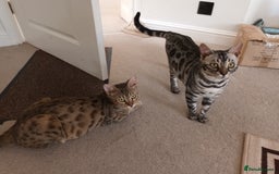 Bengal cats for sale: Hugs and Chen - Image 5