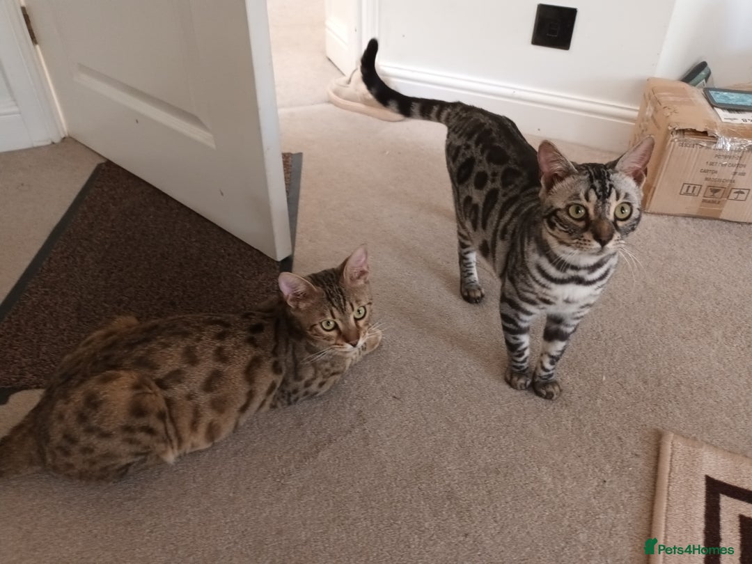Bengal cats for sale: Hugs and Chen - Image 5