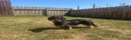 Dachshund dogs for sale: Kc registered Teckel Bitch  - Advert 3
