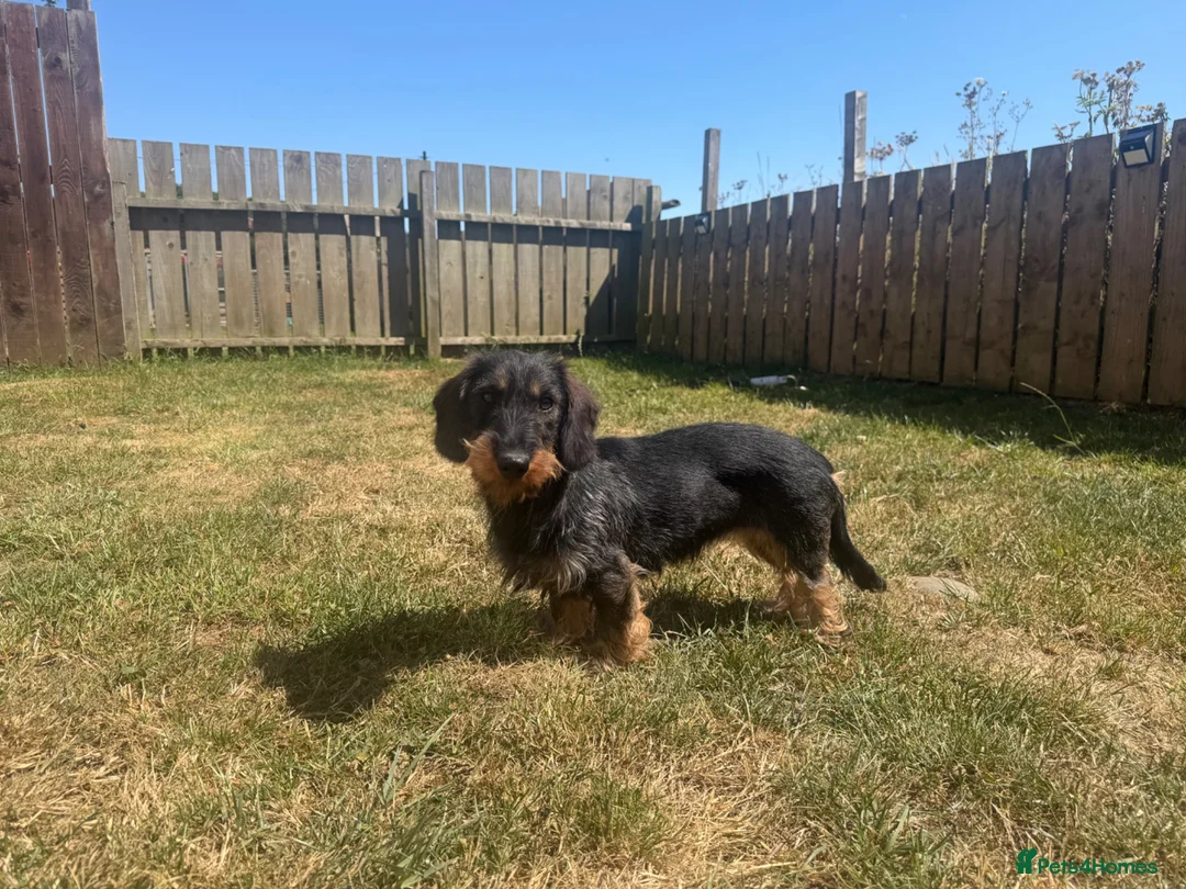 Dachshund dogs for sale: Kc registered Teckel Bitch  - Advert 3