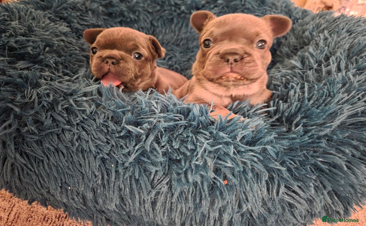 French Bulldog dogs - Advert 1