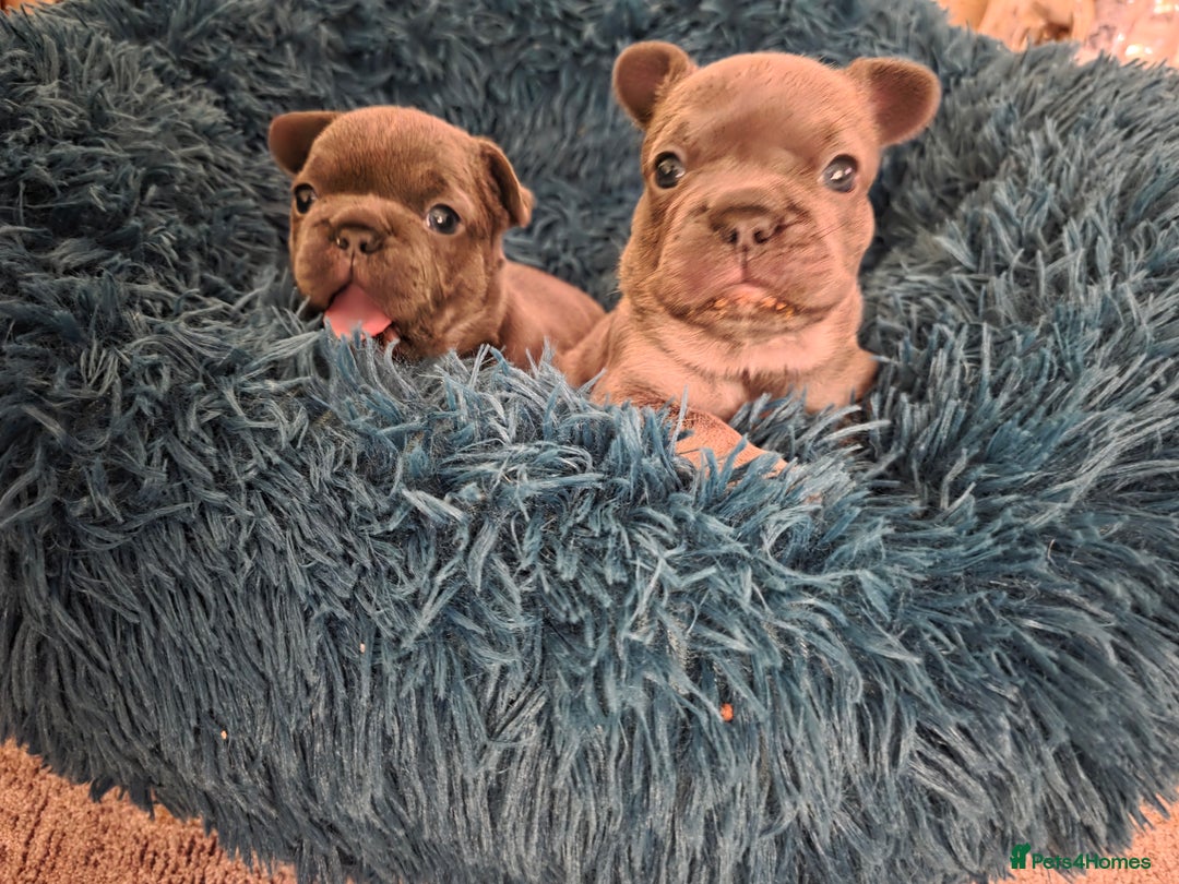 French Bulldog dogs for sale: Frenchie Puppies - Image 1