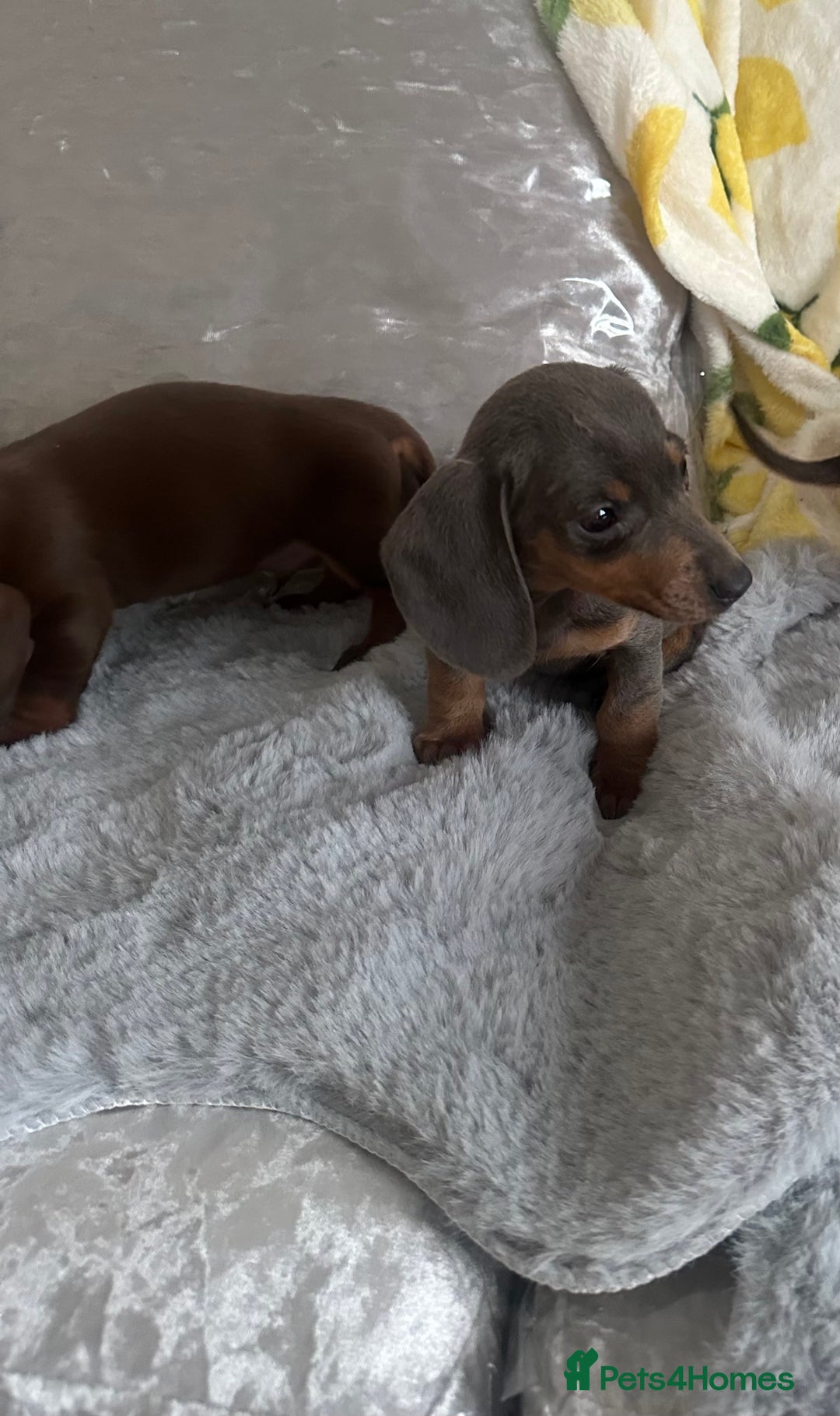 Dachshund dogs for sale: Outstanding dachshund puppies - Image 15