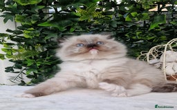 Ragdoll cats for sale: 🌸Stunning TICA🏆Kittens | Award winning cattery🌸 in Slough - Image 33