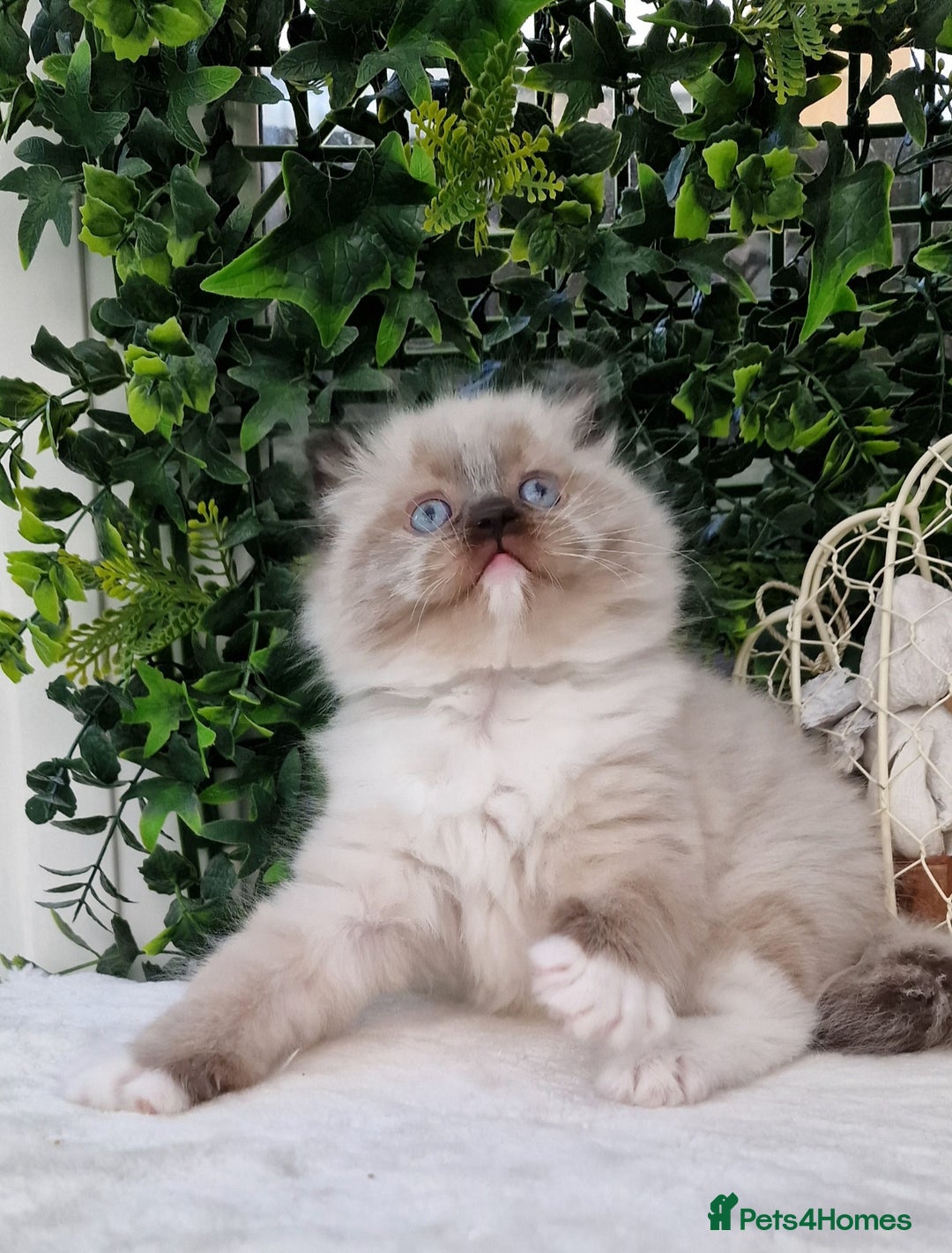 Ragdoll cats for sale: 🌸Stunning TICA🏆Kittens | Award winning cattery🌸 in Slough - Image 33