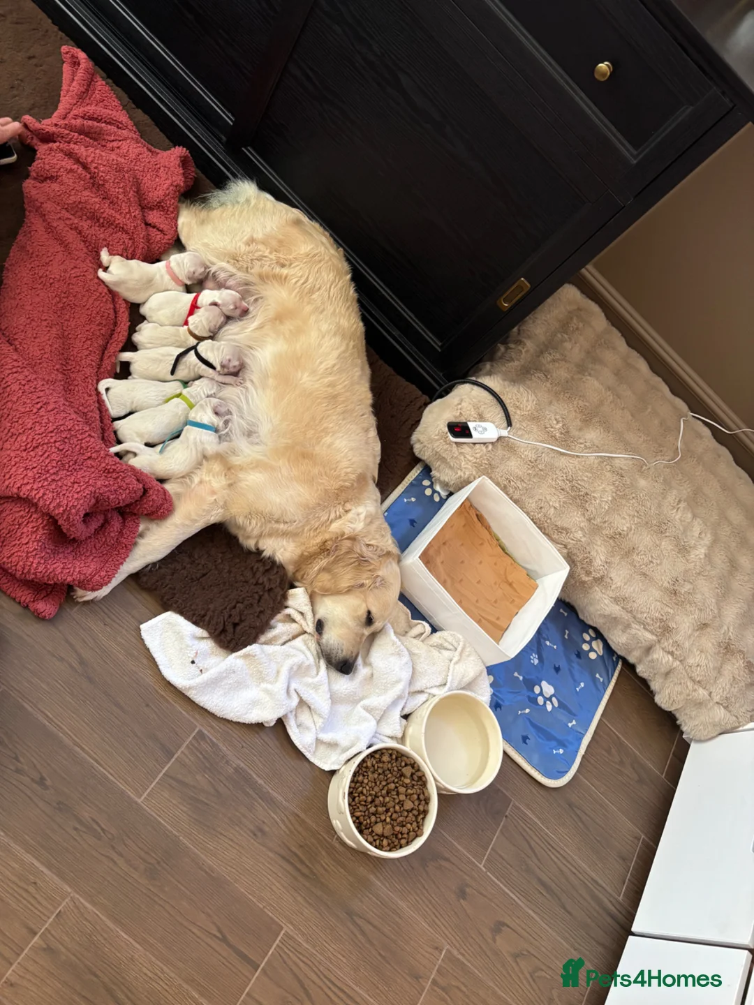 Golden Retriever dogs for sale: ARRIVED 😍a litter of beautiful Golden retrievers  - Advert 2