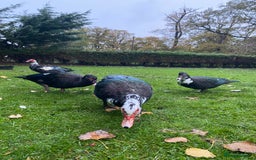 Ducks poultry for sale: Muscovy Ducks Available - Male & Female - Image 3