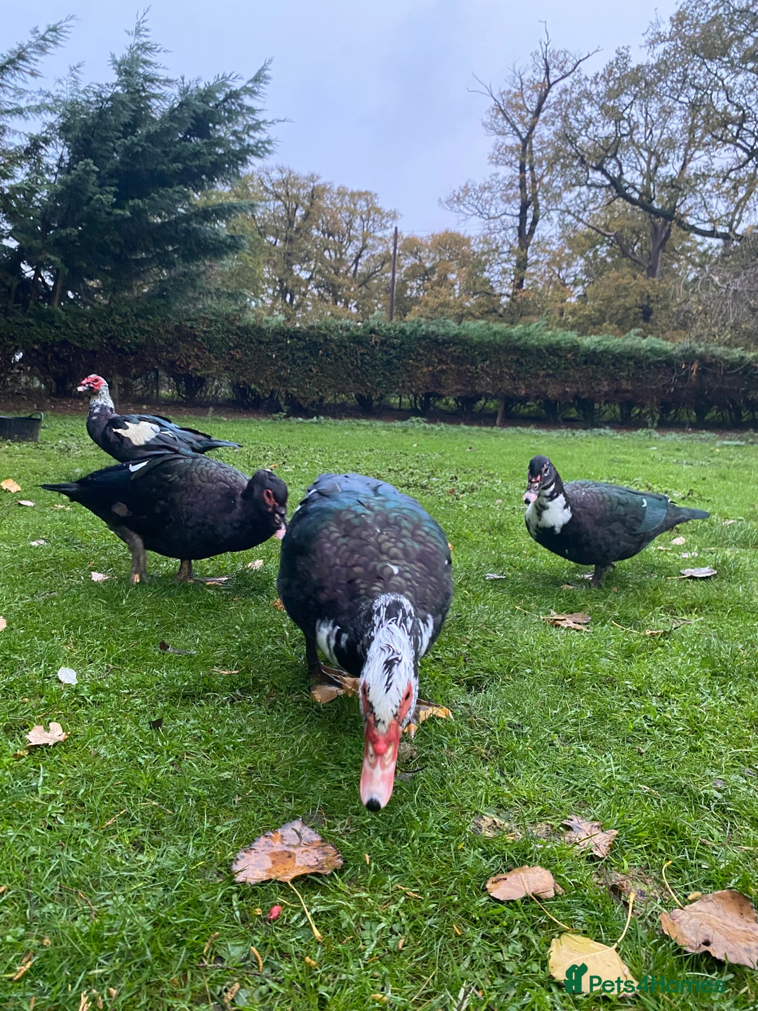 Ducks poultry for sale: Muscovy Ducks Available - Male & Female - Image 3