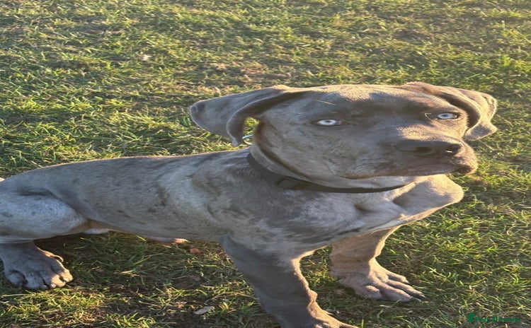 Cane Corso dogs Male cane corso  - Advert 1