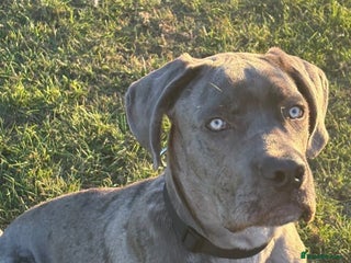 Cane Corso dogs Male cane corso - Advert 1