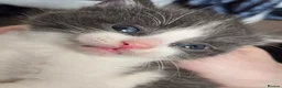Mixed Breed cats for sale: Beautiful Blue/grey & white boys - Advert 10