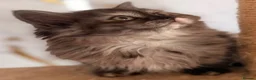 British Longhair cats for sale: Top quality BLH kittens new lines! in Rushden - Advert 1