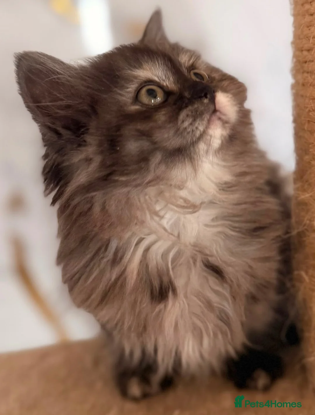 British Longhair cats for sale: Top quality BLH kittens new lines! in Rushden - Advert 1