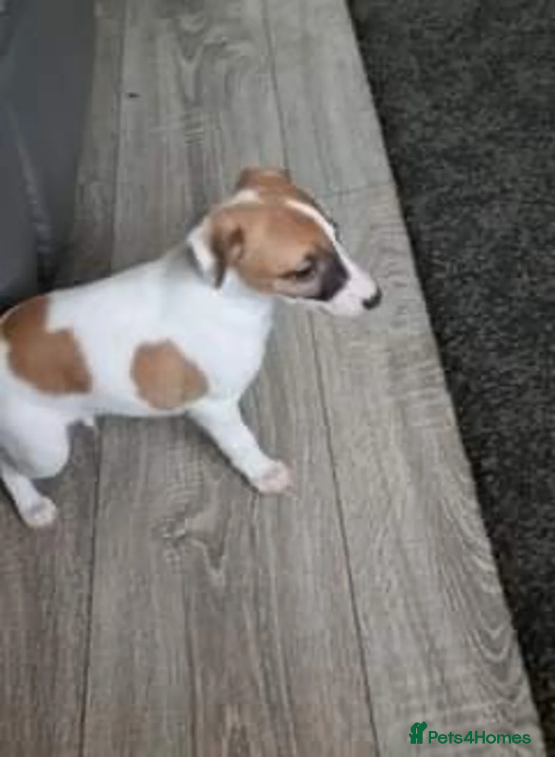 Whippet dogs for stud: KC Registered Whippet Dog in Swadlincote - Advert 2