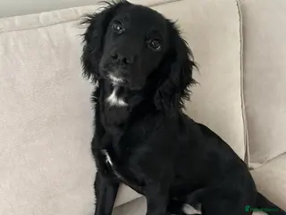 Cocker Spaniel dogs Cocker spaniel for sale - Advert 1