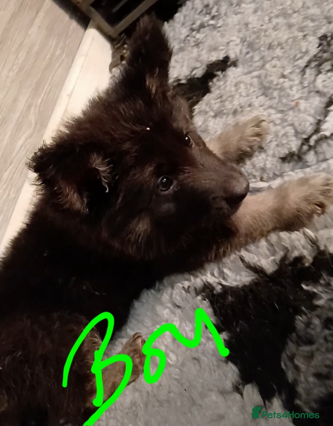 German Shepherd dogs for sale: Beautiful kc german shepherd babies - Advert 7