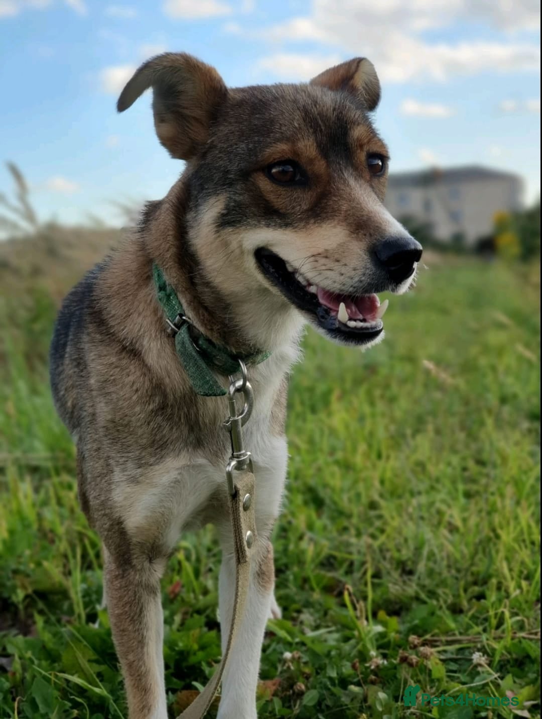 Mixed Breed dogs for adoption: 💖🐶 LASKA 🐶💖 - Image 12