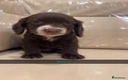 Cocker Spaniel dogs for sale: Cocker spaniel puppies  - Image 12