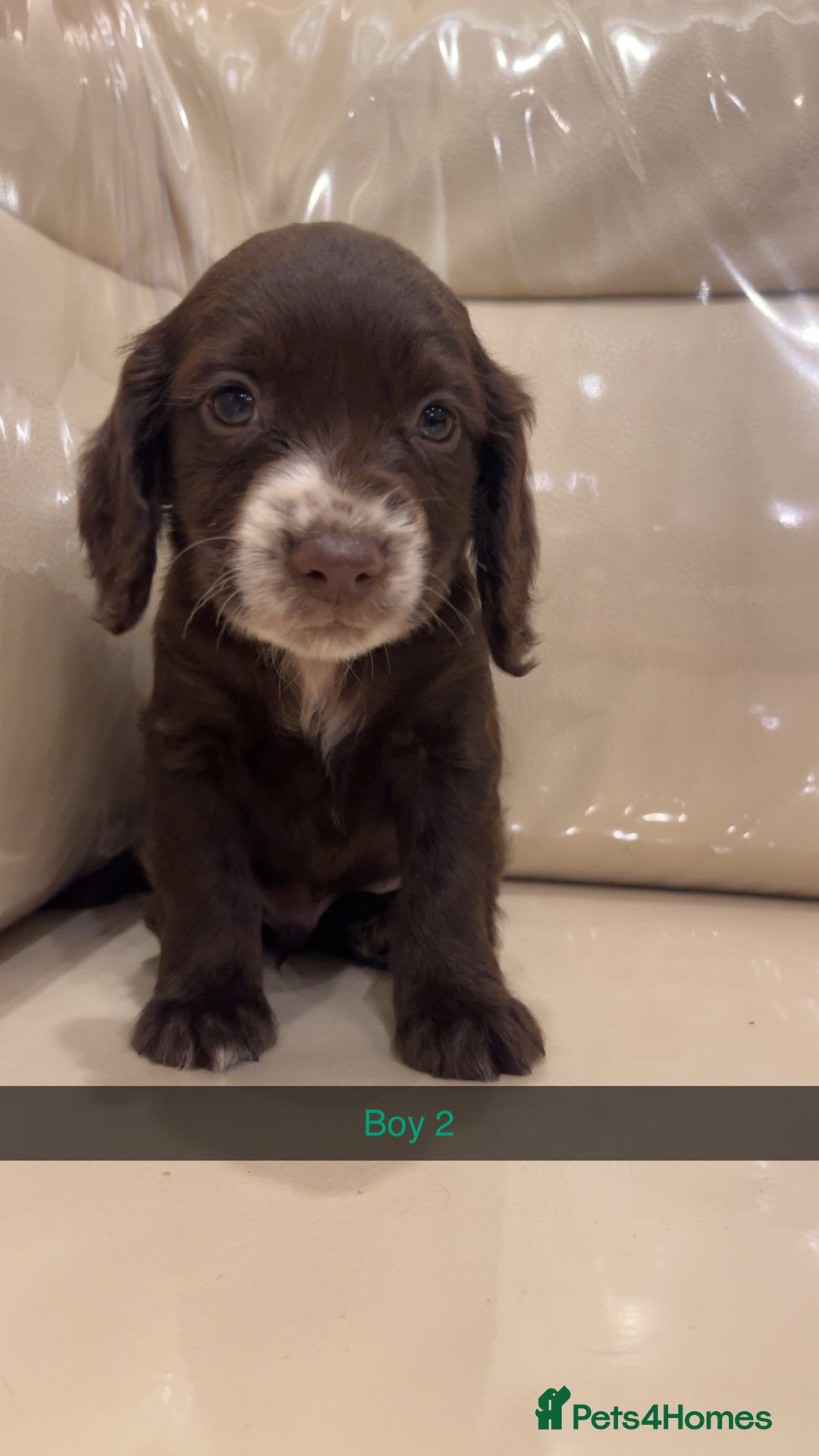 Cocker Spaniel dogs for sale: Cocker spaniel puppies  - Image 12
