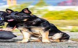 Mixed Breed dogs for sale: Sheppert German nice - Image 4