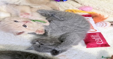 British Shorthair cats - Advert 3