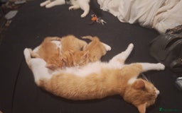 Mixed Breed cats for sale: Kittens ready for forever home - Image 2