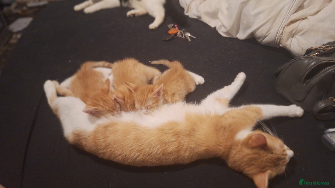 Mixed Breed cats for sale: Kittens ready for forever home - Image 2