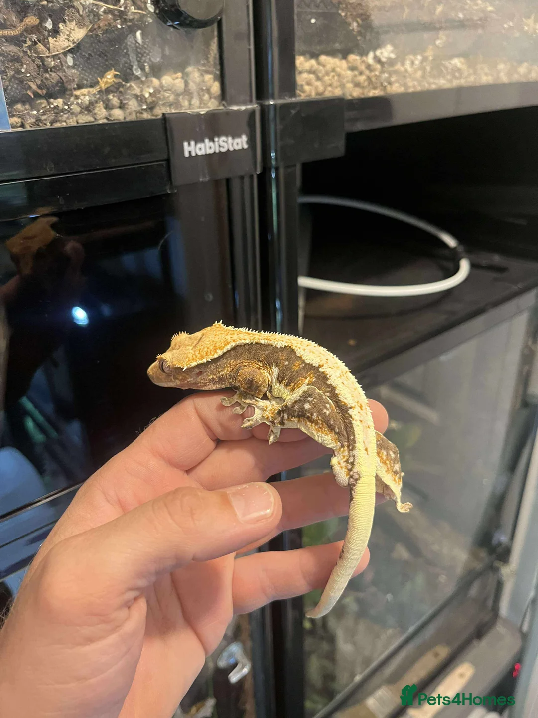 Gecko reptiles for sale: Crested gecko and gargoyles male and female  - Advert 8