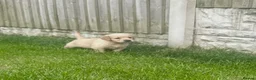 Golden Retriever dogs for sale: Quality golden retrievers  - Advert 19