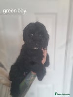 Cockapoo dogs - Advert 11