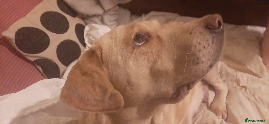 Labrador Retriever dogs for sale: Stunning KC Fox Red & Yellow Labrador Puppies - Image 7
