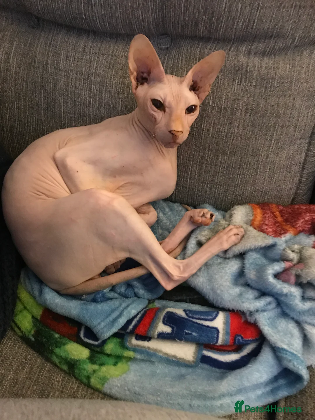 Sphynx cats for sale: 9 year old neutered male Sphynx cat  - Advert 7