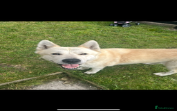 Akita dogs for sale: Akita 5 year old - Image 4