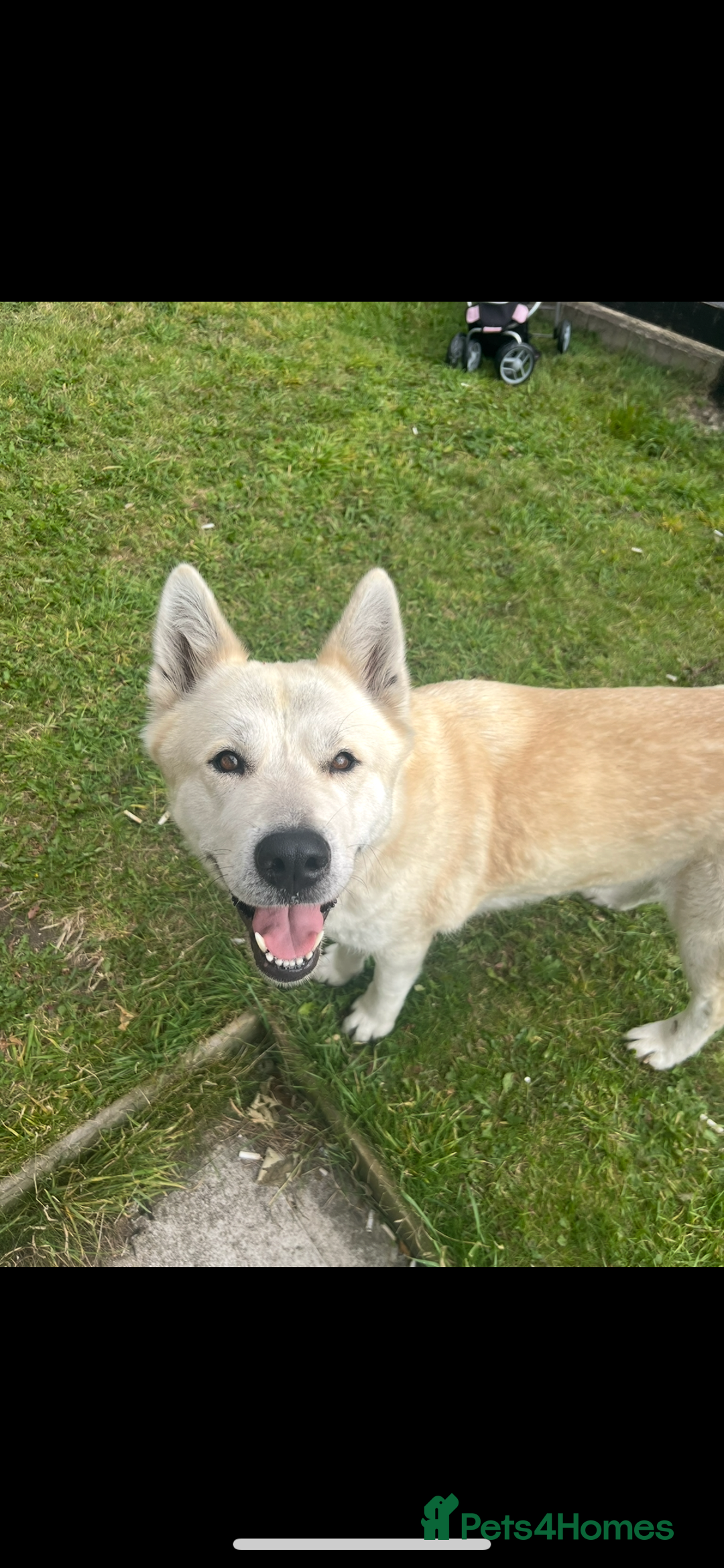 Akita dogs for sale: Akita 5 year old - Image 4
