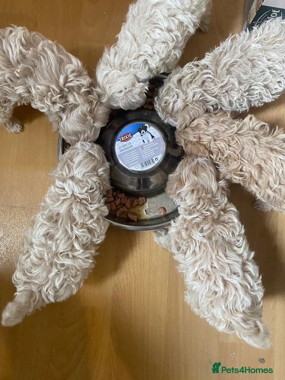 Maltipoo dogs for sale: F1 maltipoo puppies available Dad Russian poodle - Advert 2