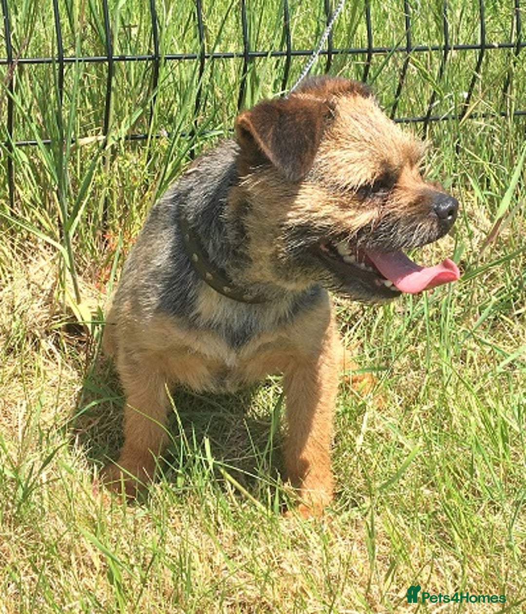 Border Terrier dogs for stud: Border Terrier at stud SLEM tested clear in Sandwich - Image 1