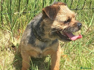 Border Terrier dogs in Sandwich - Advert 2