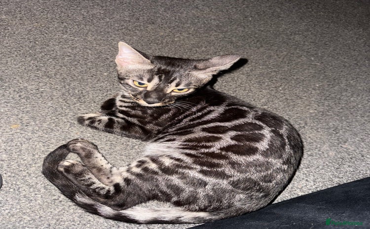 Bengal cats - Advert 14