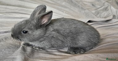 Mini Lop rabbits - Advert 9