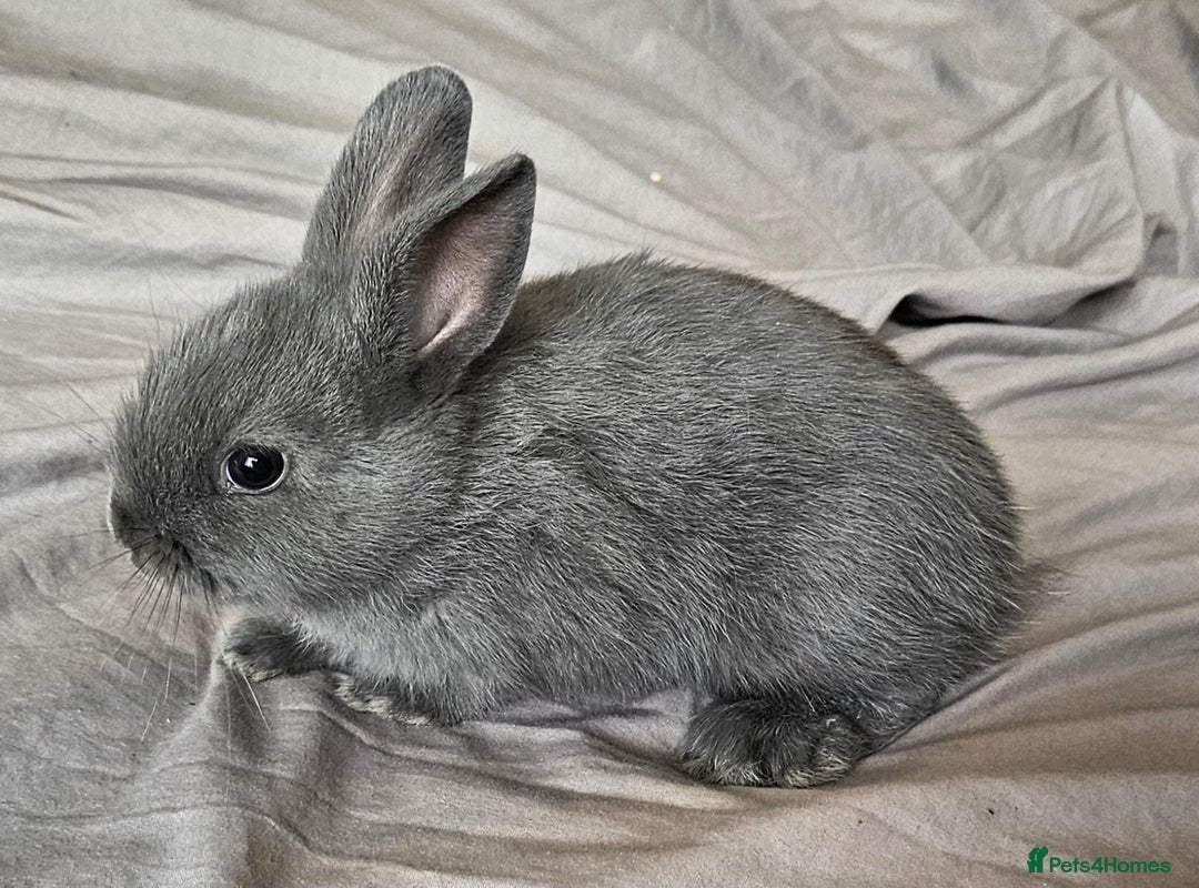 Mini Lop rabbits for sale: Mini lop and dwarf  - Image 2