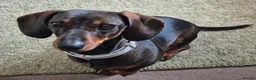 Miniature Dachshund dogs for sale: Mini dachshund pups - Advert 1