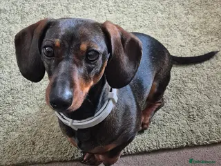 Miniature Dachshund dogs Mini dachshund pups - Advert 6