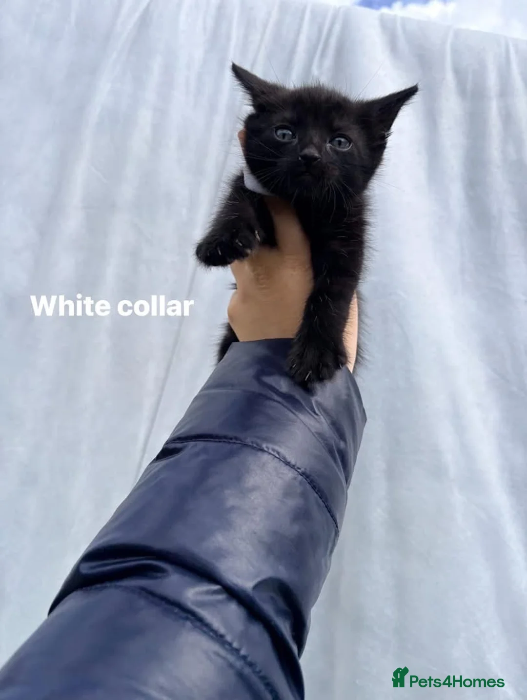 Mixed Breed cats for sale: 3 gorgeous boys  in Doncaster - Advert 2