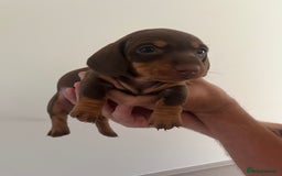 Miniature Dachshund dogs for sale: 2 beautiful miniature dachshunds  - Image 3