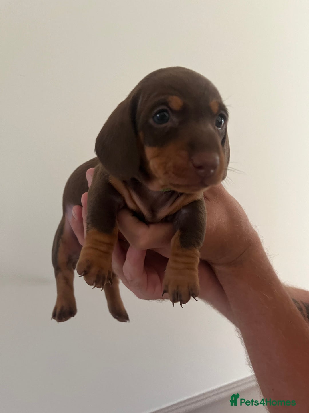 Miniature Dachshund dogs for sale: 2 beautiful miniature dachshunds  - Image 3