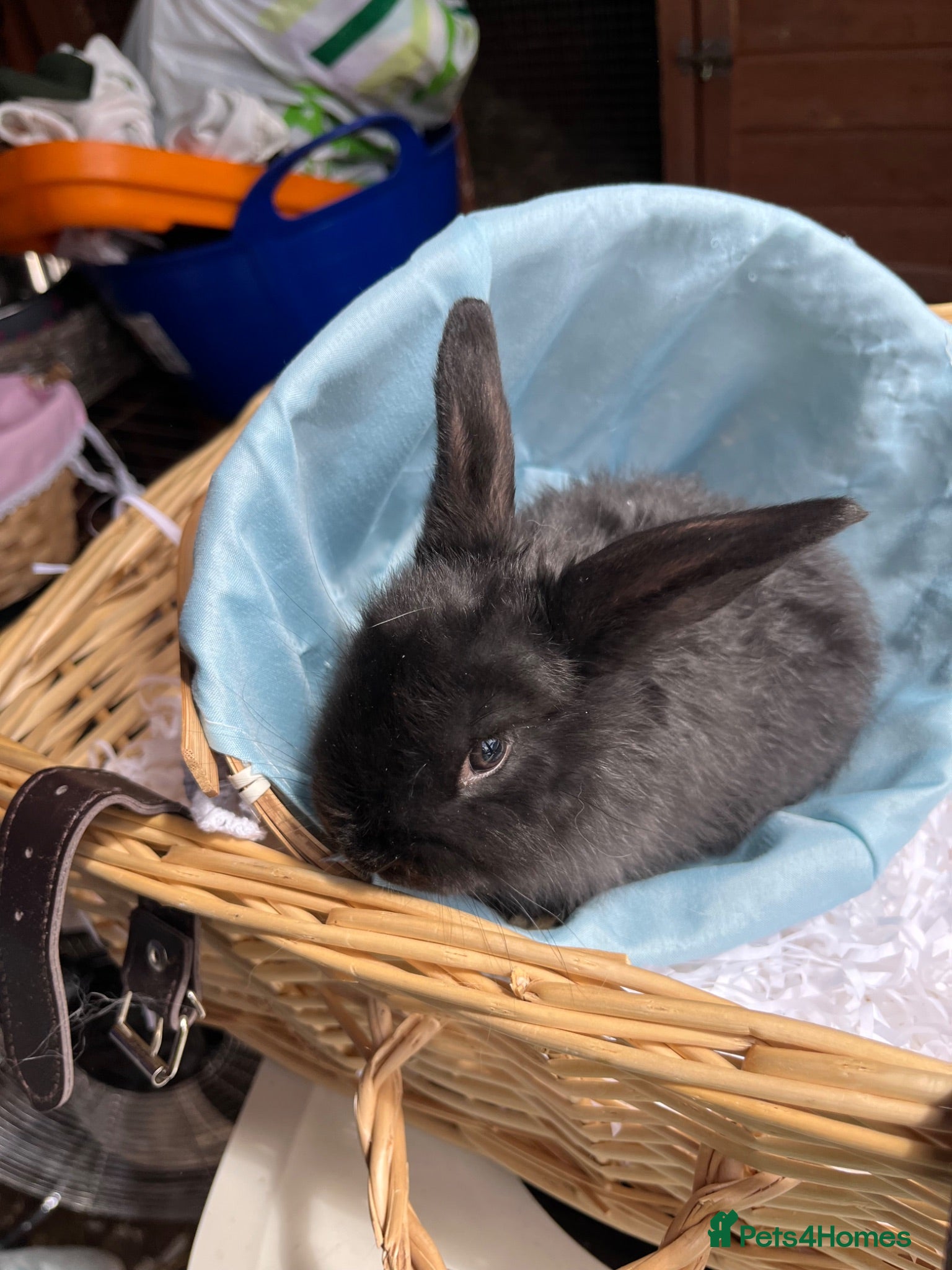Mini Lop rabbits Early Summer 2026 - Advert 2