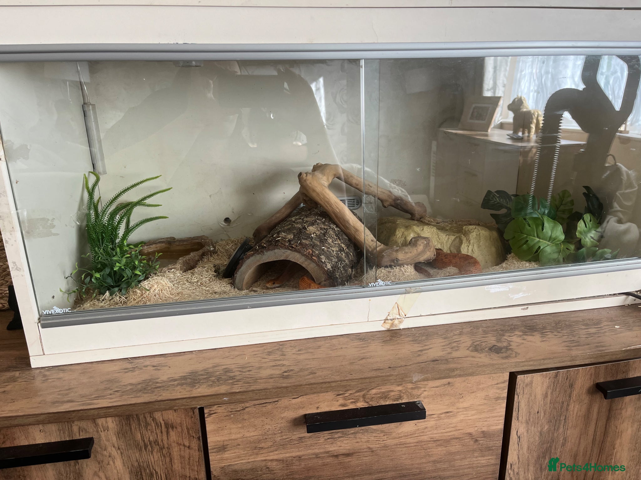 Corn Snake reptiles Male corn snake and set up for sale  - Advert 7