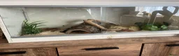 Corn Snake reptiles for sale: Male corn snake and set up for sale  - Advert 1